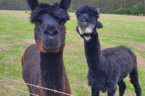 Cinnamon Coloureds Farm Cottages - Accommodation Mount Tamborine 6