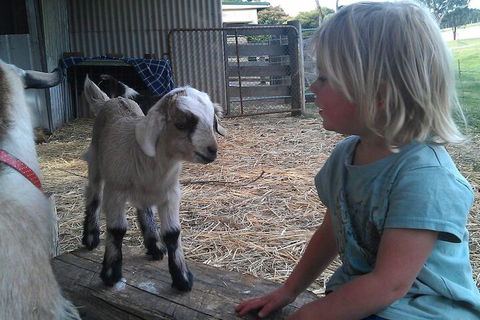 Fernleigh Farmstay & Bike Park - Accommodation Mount Tamborine 5