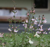 Serendipity on Allyn - Accommodation Mount Tamborine