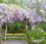 Amelina Cottages - Accommodation Mount Tamborine