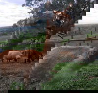 Morella Farm Stay - Accommodation Mount Tamborine