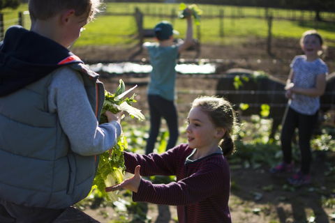Freshwater Creek Cottages And Farm Stay - Accommodation Mount Tamborine 3