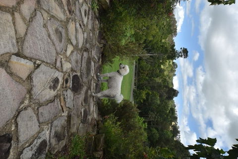Coverdales B & B At Eumundi - Accommodation Mount Tamborine 0