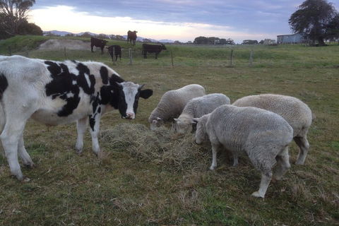 Prom Coast Holiday Lodge - Accommodation Mount Tamborine 2