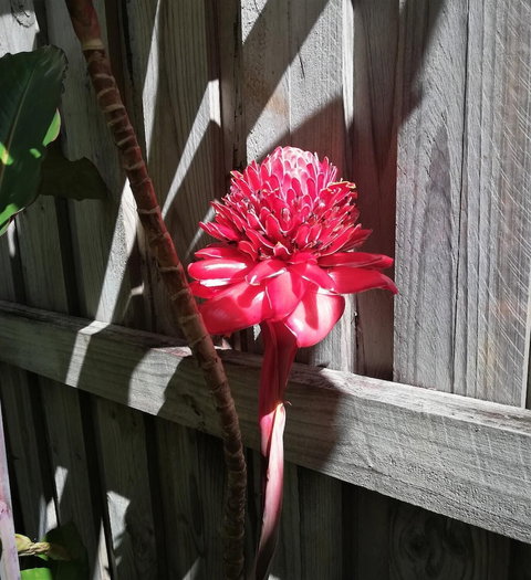 Latania Luxury Villas - Accommodation Mount Tamborine 0