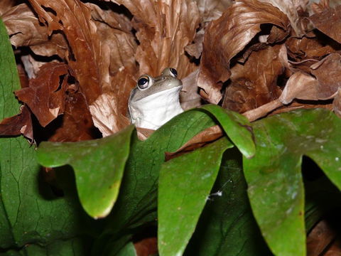 Country Charm Retreat B & B - Accommodation Mount Tamborine 2