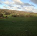 Mancuso Country Cottage Retreat - Accommodation Mount Tamborine