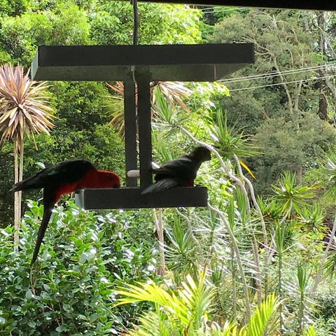 PK Illusions - Accommodation Mount Tamborine 3