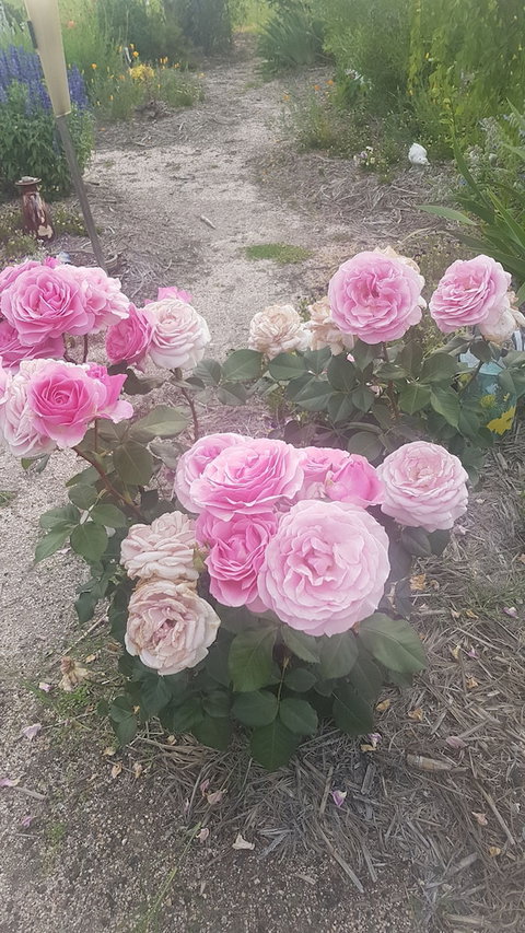 Grovely House Bed & Breakfast - Accommodation Mount Tamborine 1