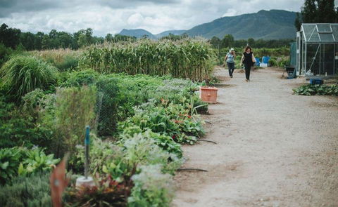 Delicado Foods & Wines - Accommodation Mount Tamborine 6