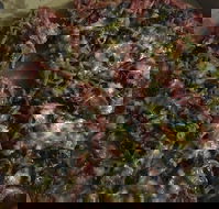 Ray's Pizza  Pasta - Accommodation Mount Tamborine