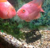 Eastern City Chinese Restaurant - Accommodation Mount Tamborine