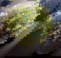 Wonderlust Cafe - Accommodation Mount Tamborine