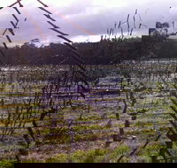 Darlington Vineyard - Accommodation Mount Tamborine