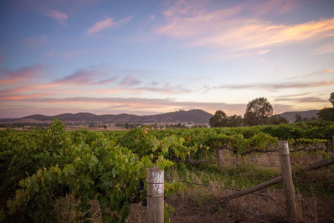 Thistle Hill Wines - Accommodation Mount Tamborine 2