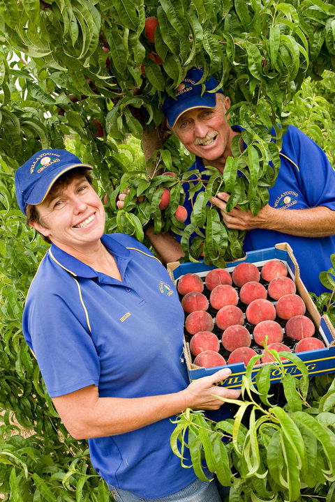 Willayoung Orchard - Accommodation Mount Tamborine 0