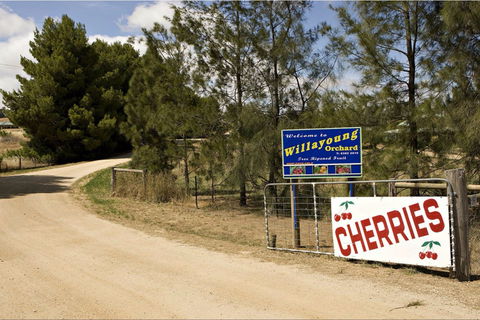 Willayoung Orchard - Accommodation Mount Tamborine 1
