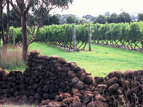 Spring Vale Vineyard - Accommodation Mount Tamborine 0