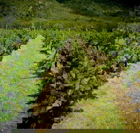 Gartelmann Wines - Accommodation Mount Tamborine