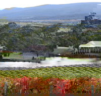 Milton Vineyard - Accommodation Mount Tamborine