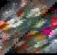 Ink Cafe - Accommodation Mount Tamborine