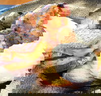 The Peak - Accommodation Mount Tamborine