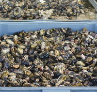 Lease 65 - Accommodation Mount Tamborine