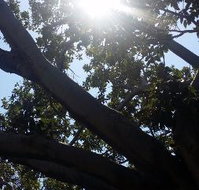 The Season Tree - Accommodation Mount Tamborine