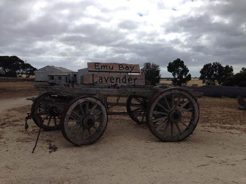 Emu Bay Lavender - Accommodation Mount Tamborine 0