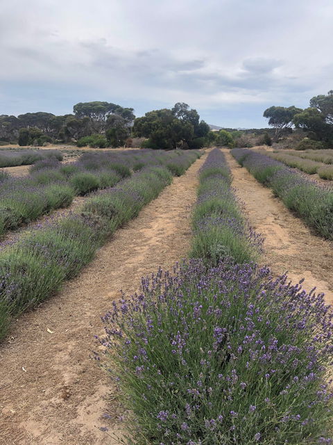 Emu Bay Lavender - Accommodation Mount Tamborine 2