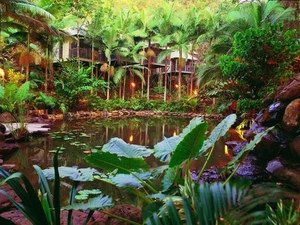 Daintree Eco Lodge & Spa - Accommodation Mount Tamborine 0