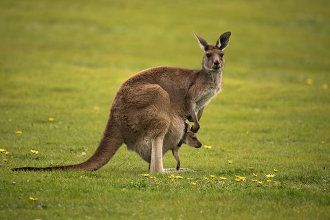 Lure Bed And Breakfast - Accommodation Mount Tamborine 20