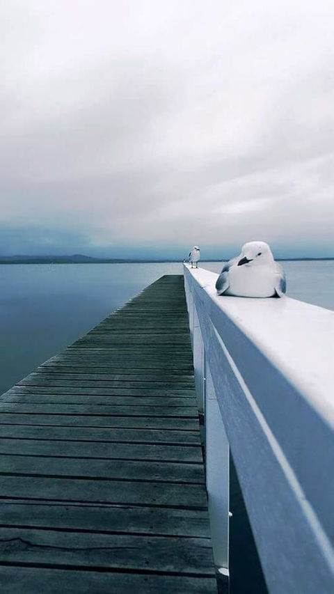 Lakeside Waterfront Apartment The Entrance - Accommodation Mount Tamborine 19