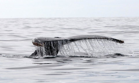 Mollymook Beach Waterfront - Accommodation Mount Tamborine 19