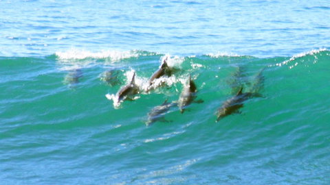 Mollymook Beach Waterfront - Accommodation Mount Tamborine 4