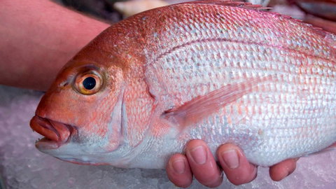 Mollymook Beach Waterfront - Accommodation Mount Tamborine 16