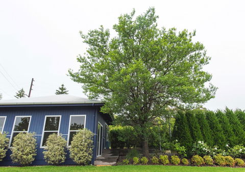 S T U D I O 22 Peaceful Retreat With Garden Views - Accommodation Mount Tamborine 11