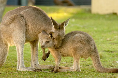 BIG4 Tasman Holiday Parks - Racecourse Beach - Accommodation Mount Tamborine 39