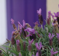 The Purple Door on Seaview - Accommodation Mount Tamborine