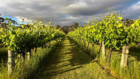 Shadow Creek McLaren Vale - Accommodation Mount Tamborine 20