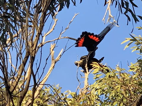 Sunrise On Falie Seaview Eco Accommodation - Accommodation Mount Tamborine 7