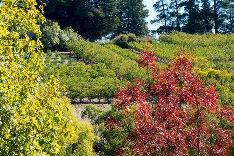 The Manor Basket Range - Accommodation Mount Tamborine 16
