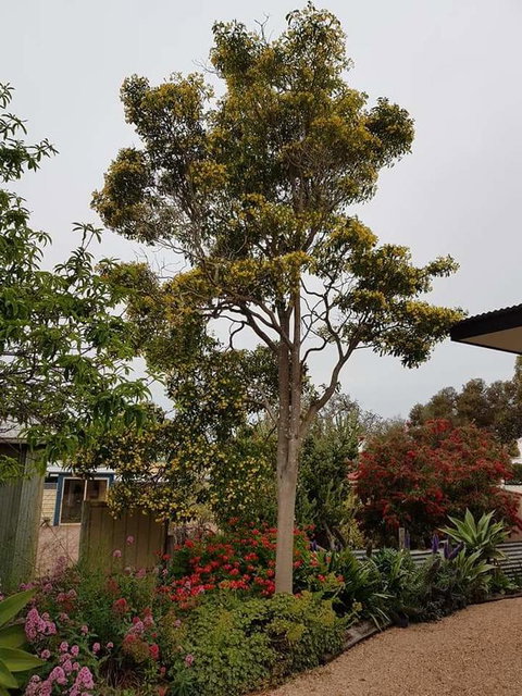 Sinclair Cottage - Accommodation Mount Tamborine 25