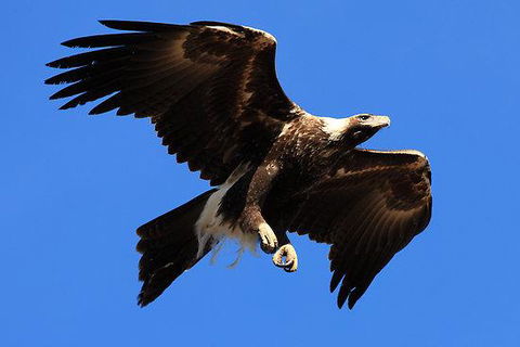 Eagles Range - Accommodation Mount Tamborine 16