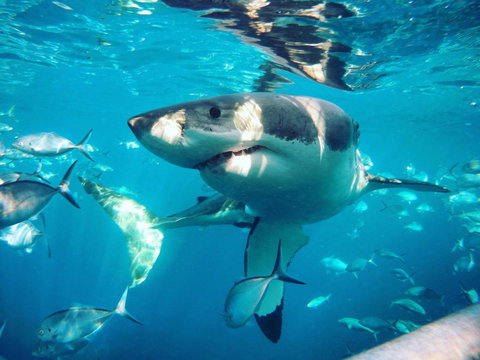 Port Lincoln Studio Apartments - Accommodation Mount Tamborine 8