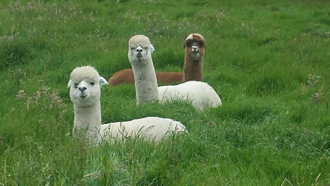 Glenelg On King Bed & Breakfast - Accommodation Mount Tamborine 5