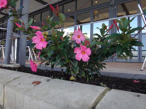 Mandurah Quay Resort - Accommodation Mount Tamborine 34