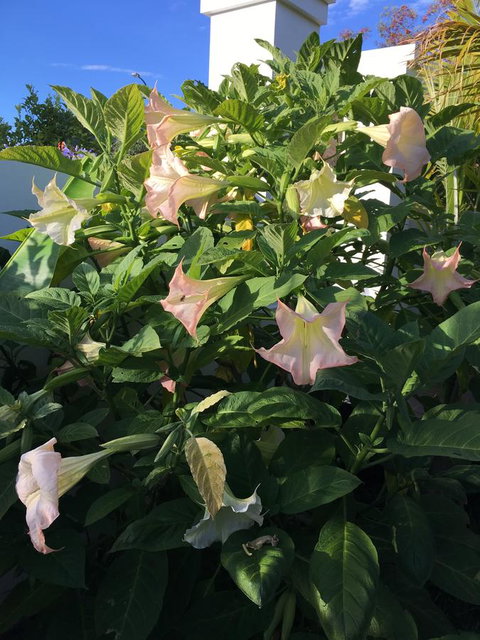 Bella Bali Gardens - Accommodation Mount Tamborine 22