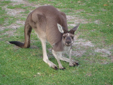 Bella Bali Gardens - Accommodation Mount Tamborine 39
