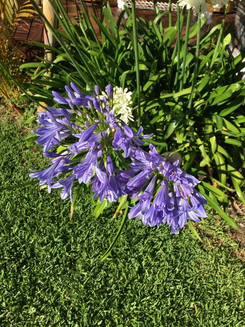 Bella Bali Gardens - Accommodation Mount Tamborine 21